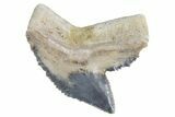 Fossil Tiger Shark (Galeocerdo) Tooth - Bone Valley, Florida #299497-1